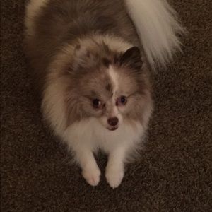 Meet your Posher, Renee